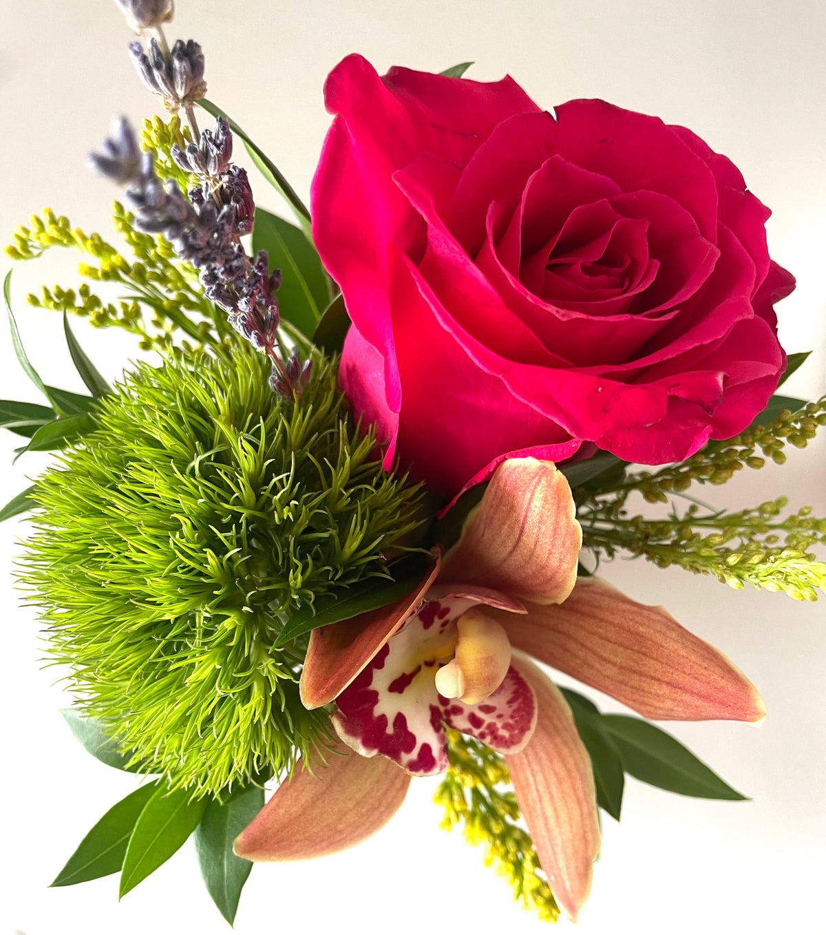 Lil Blume You Are My Sunshine