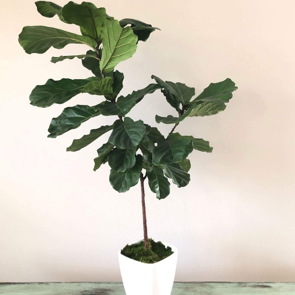 Fiddle Leaf Fig Tree