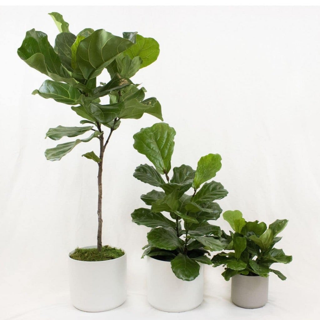 small leaf fiddle leaf fig Fiddle Leaf Fig Tree