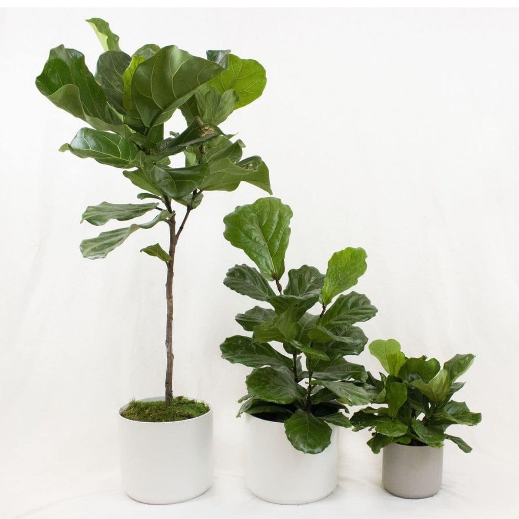 Fiddle-Leaf Fig