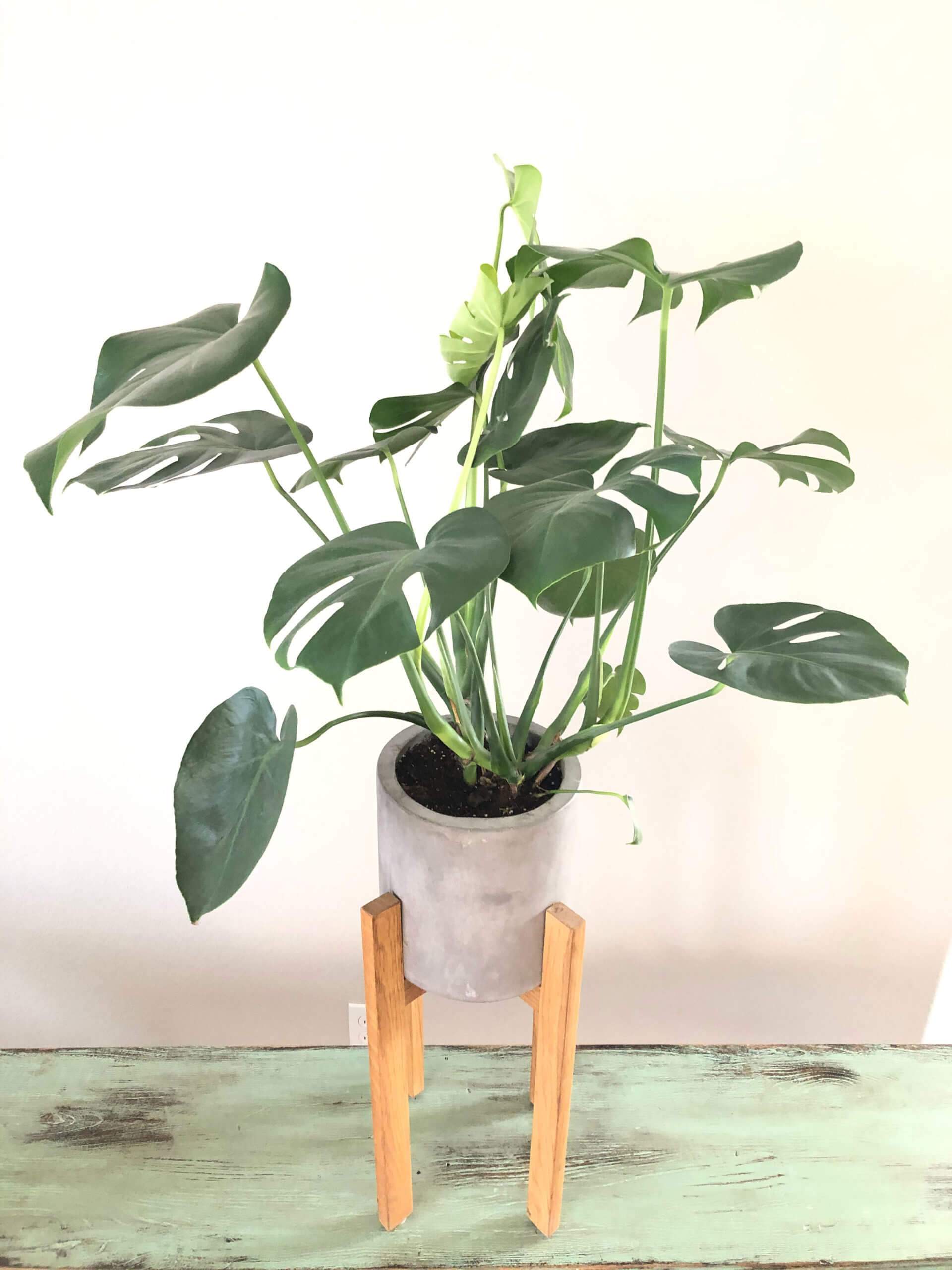 monstera philodendron what does one cost Monstera Philodendron