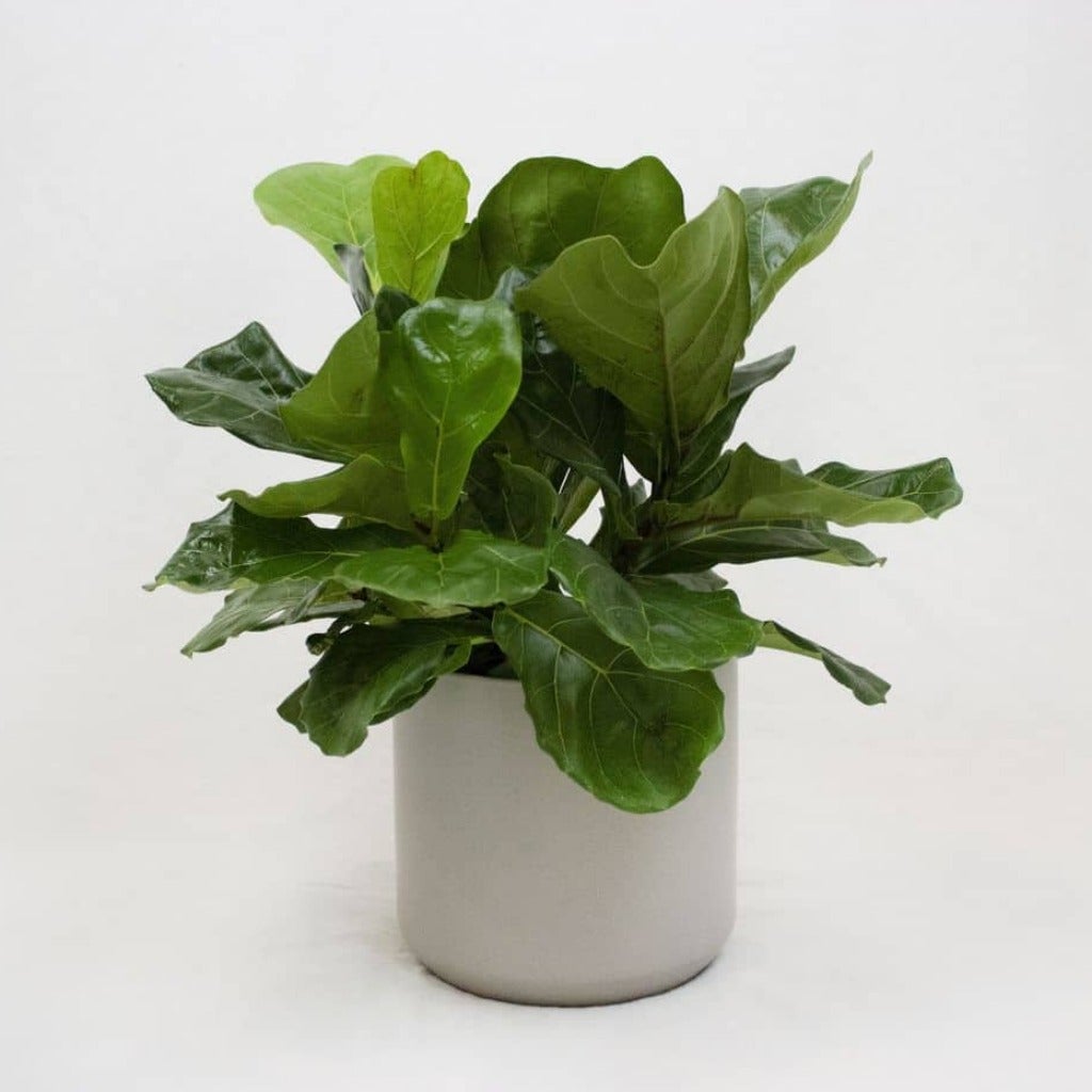 Fiddle-Leaf Fig