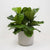 Fiddle-Leaf Fig