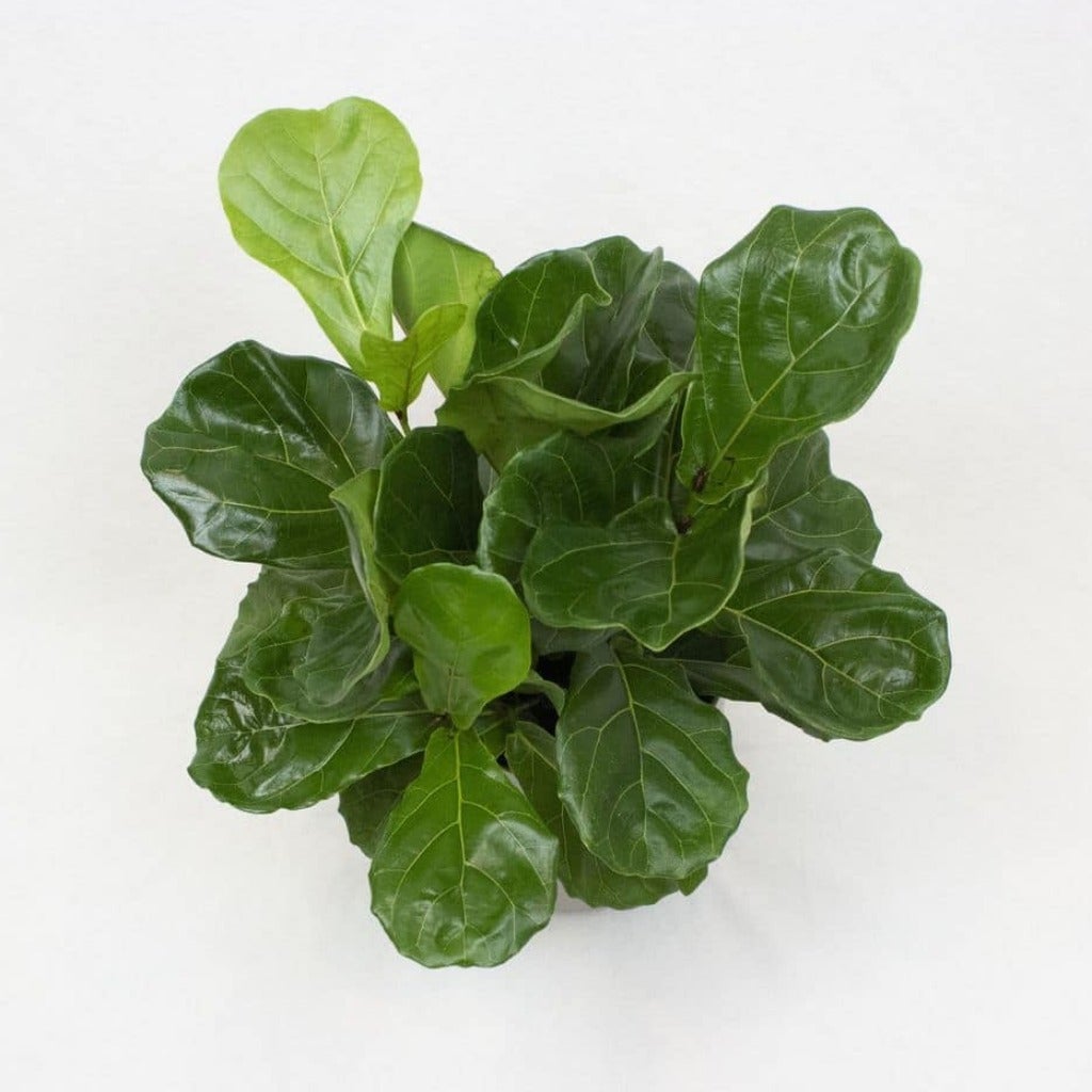 Fiddle-Leaf Fig
