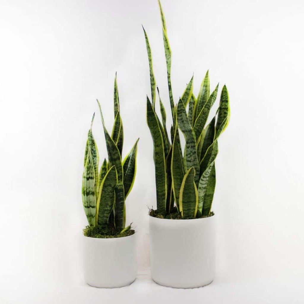 Sansevieria