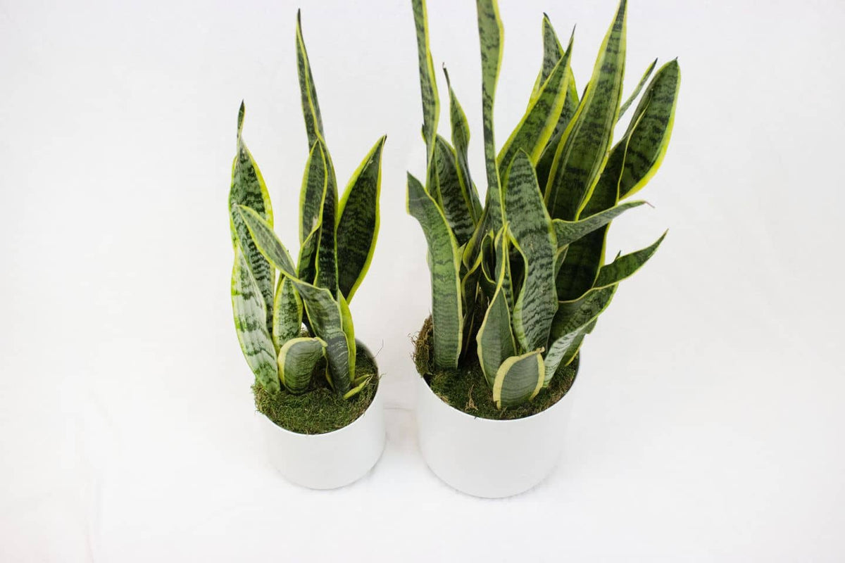 Sansevieria