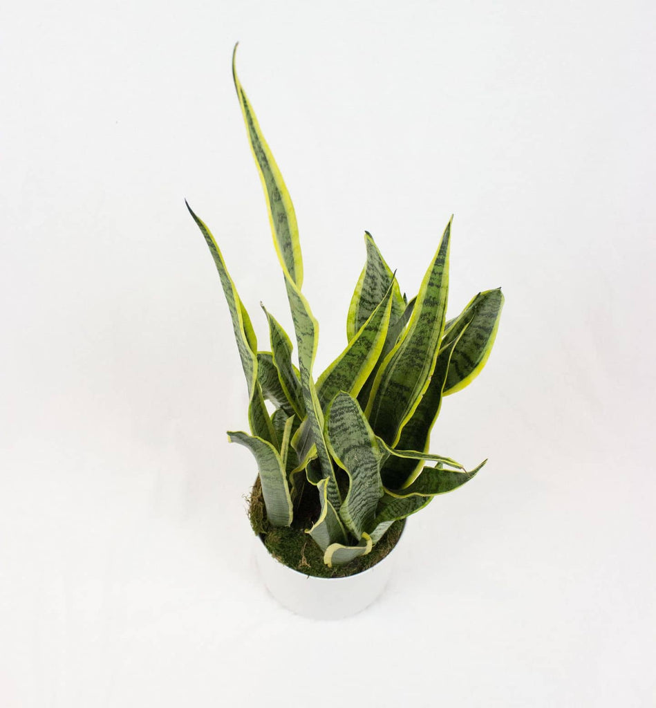 snake plant deutsch Sansevieria