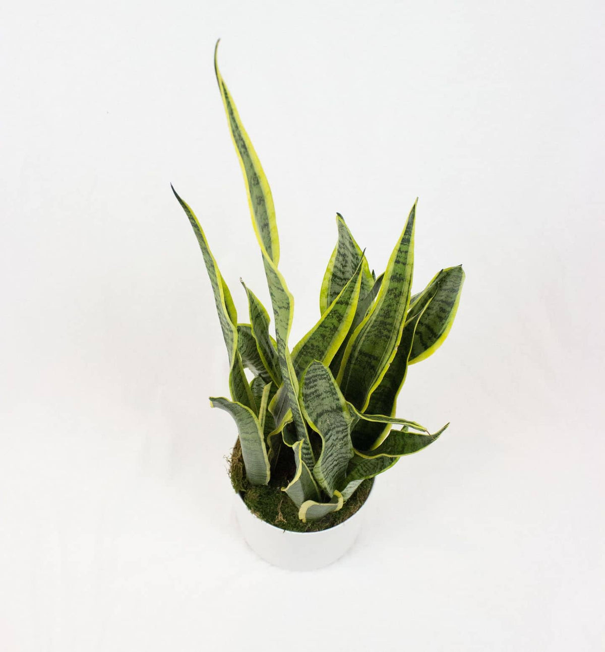 Sansevieria