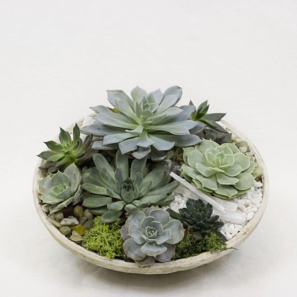 Succulent Garden