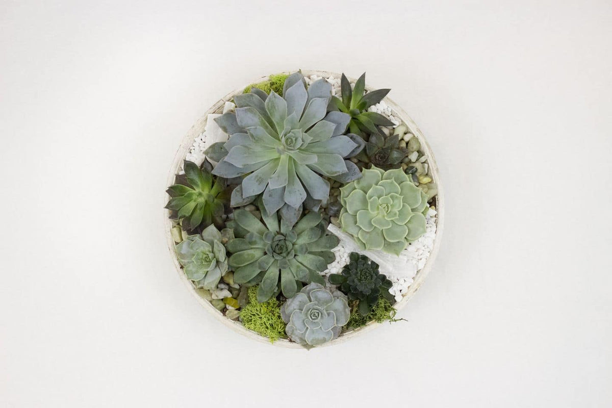 Succulent Garden