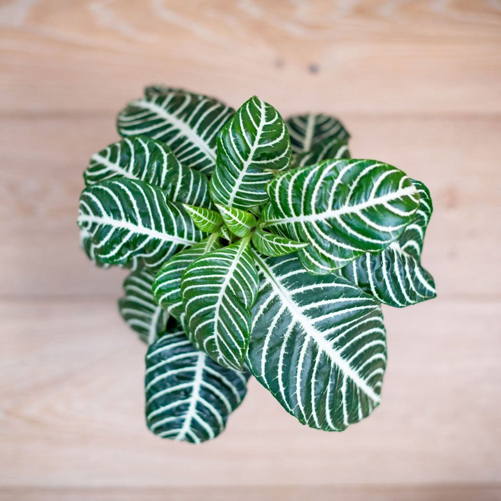 Designer Choice Plant- starting at $30