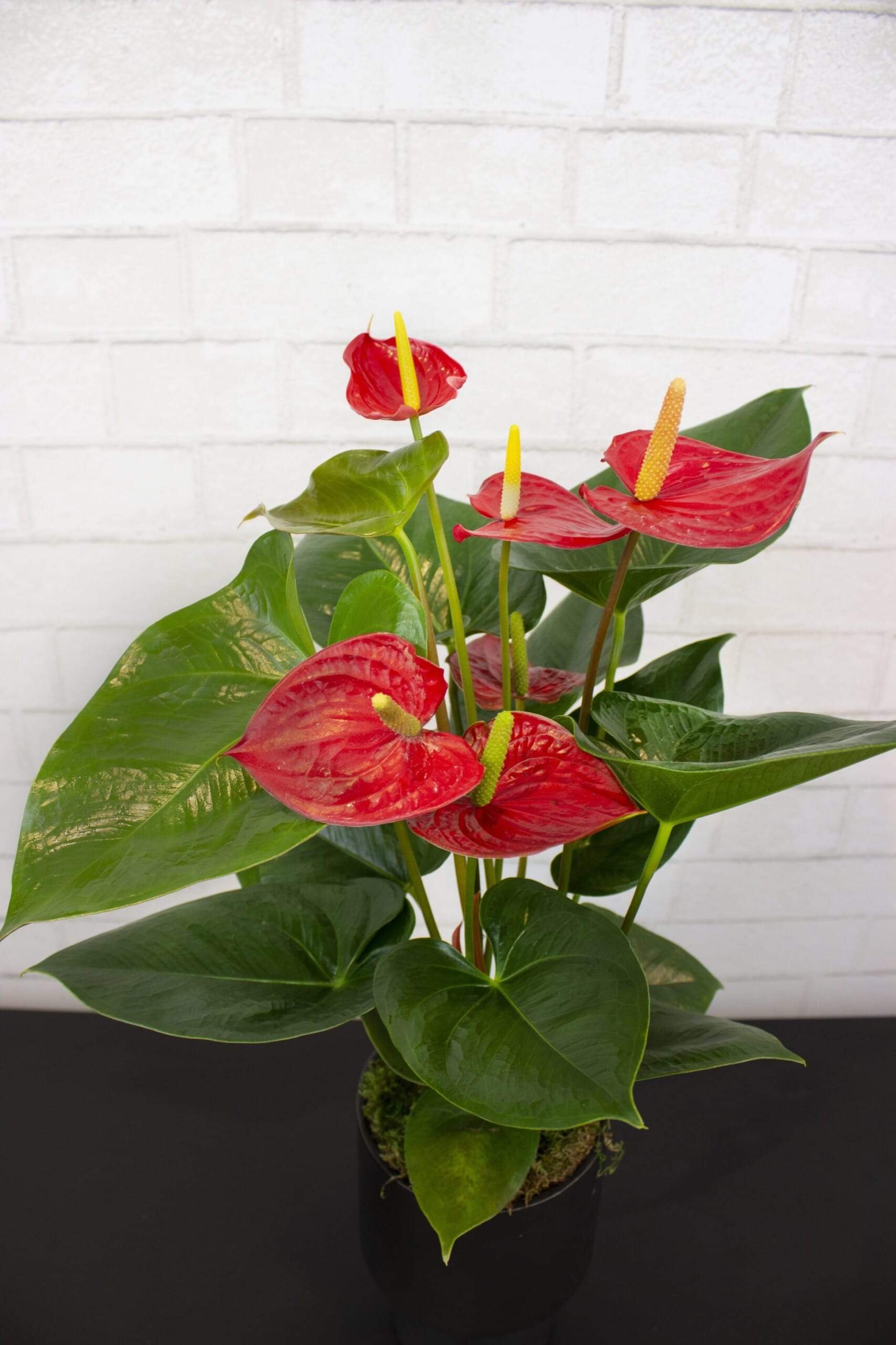 studio anthurium Antherium Plant