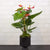 Antherium Plant