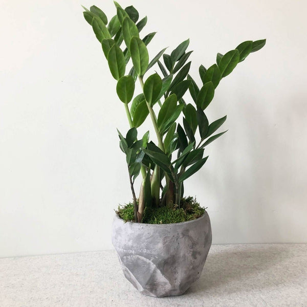ZZ Plants - Blume Flower Studio