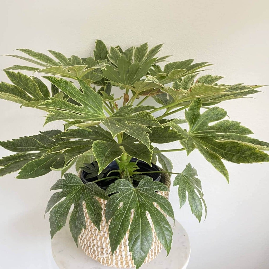 www.theflowerfix.com Aralia