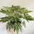 www.theflowerfix.com Aralia