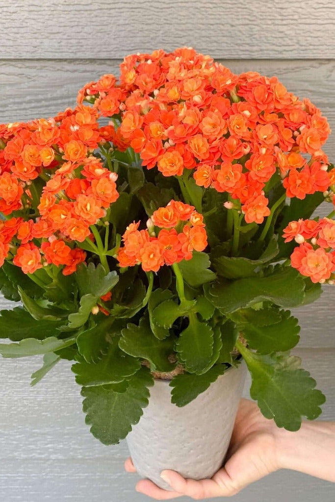 A person holding a bright orange blooming plant in a white modern container.