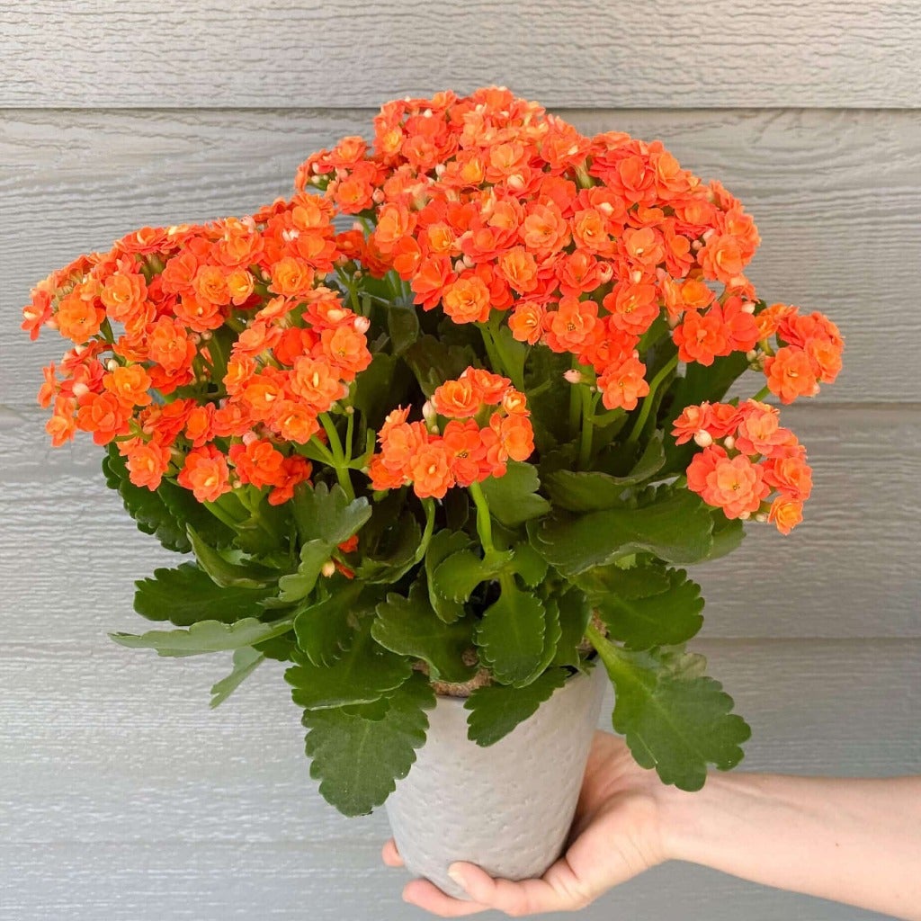 Blooming Plant