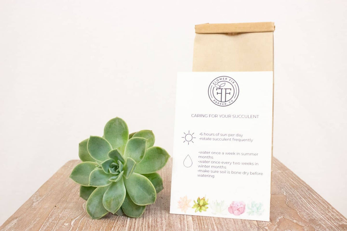 care instructions and succulent soil