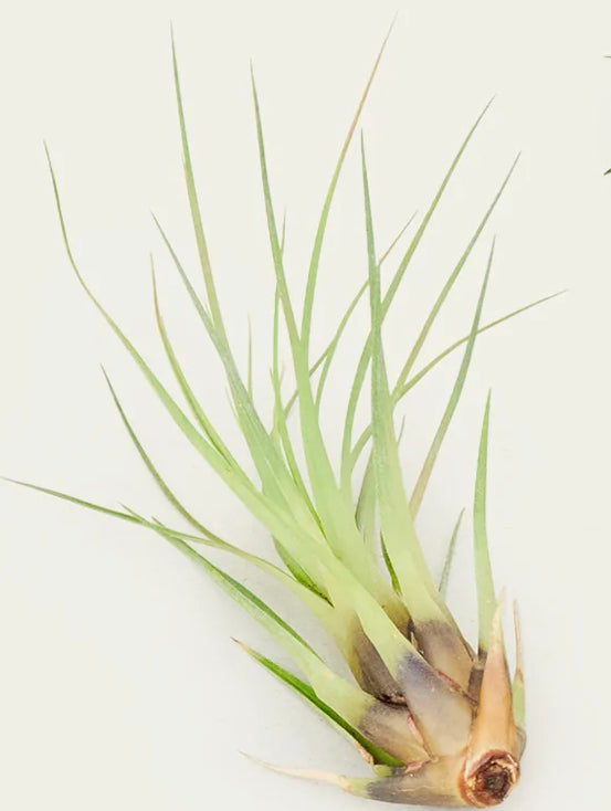 Air Plant