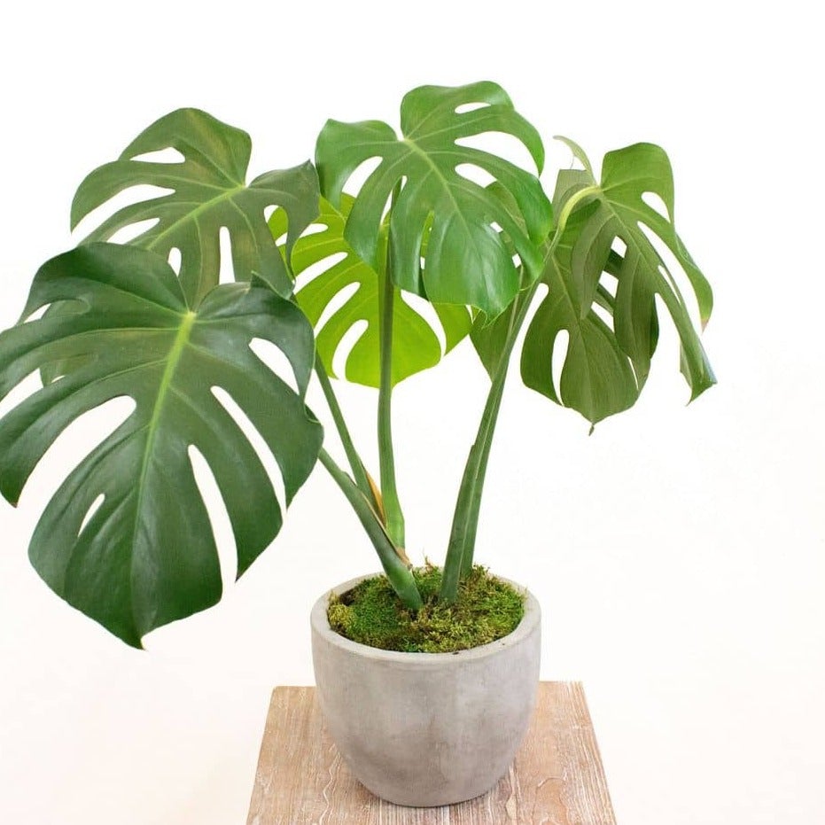 Monstera Plant 8"