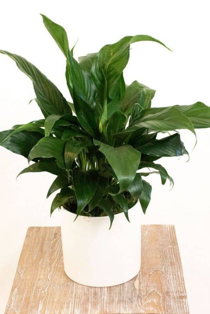 Peace Lily Plant