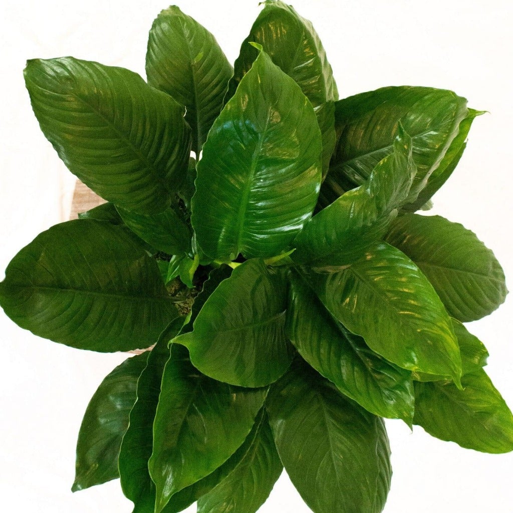 peace lily romeo Peace Lily