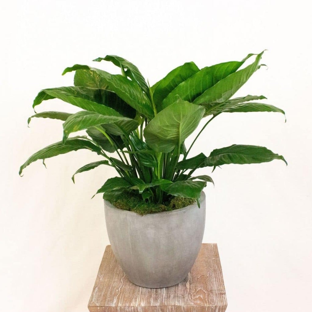Peace Lily Plant
