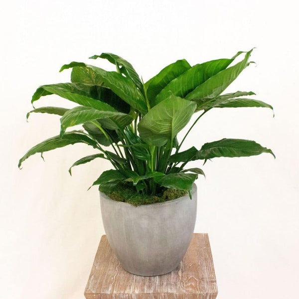 1820 peace lily plant Peace Lily