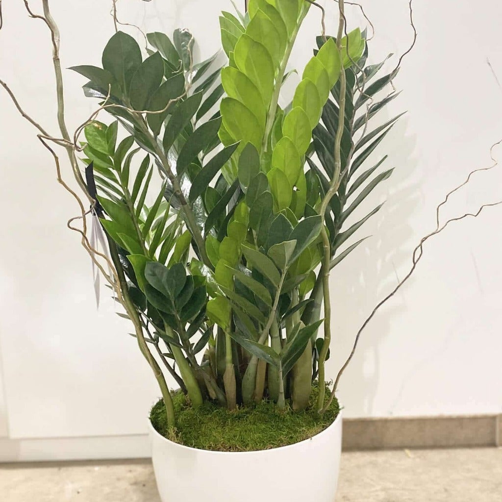 zz planta ZZ Plants