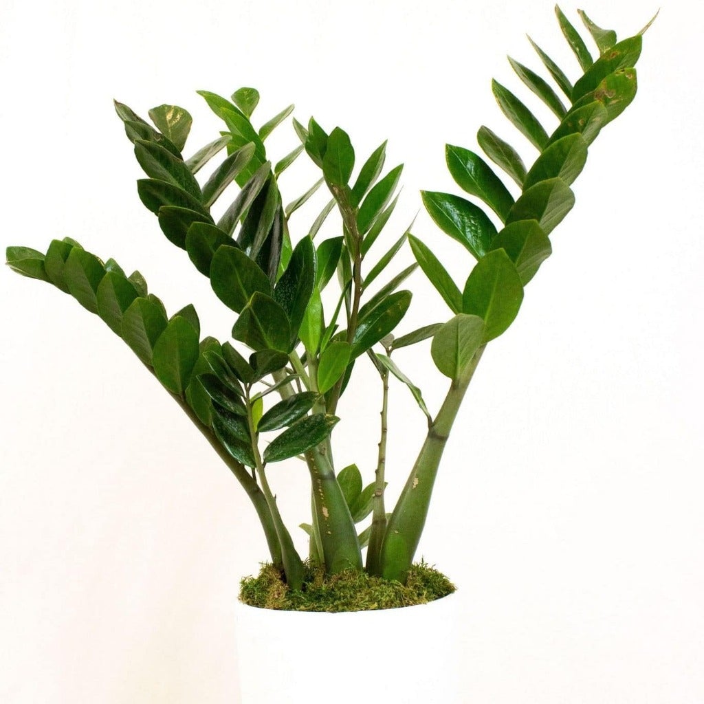 zz plant decoration ZZ Plants